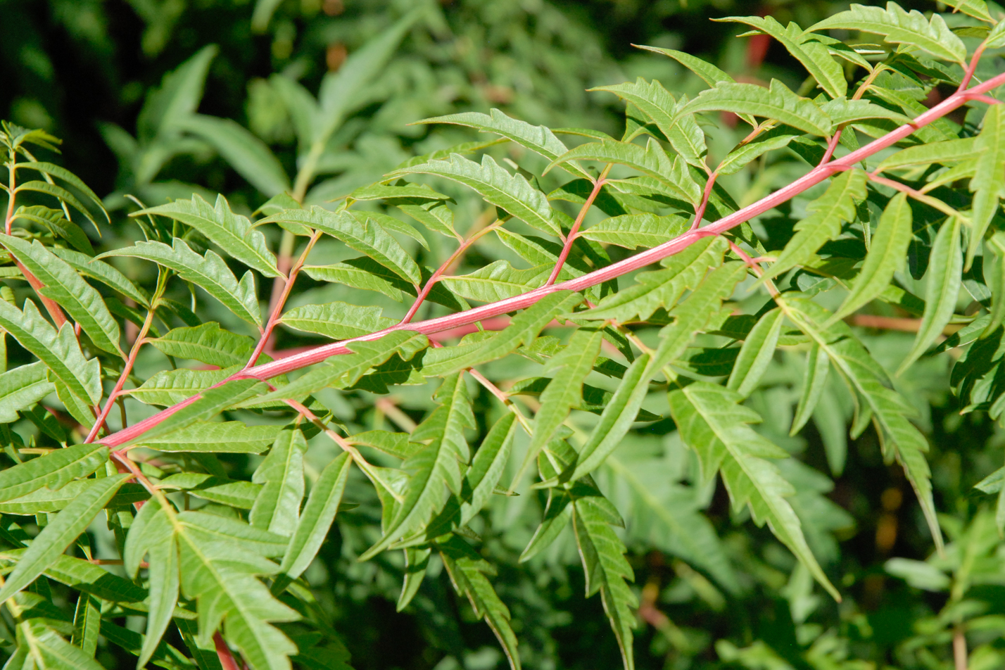 Cutleaf Smooth Sumac
